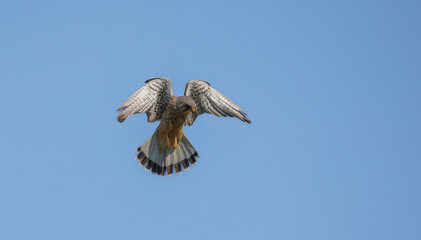 Kestrel Hovering