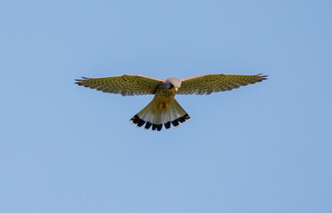 Kestrel Hovering