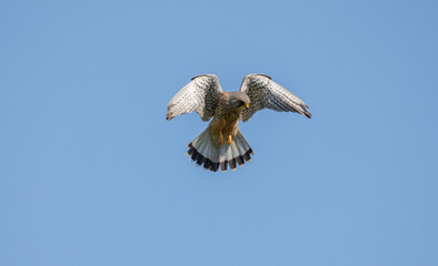 Kestrel Hovering