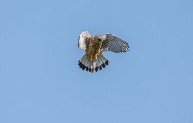 Kestrel Hovering