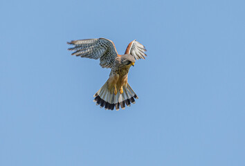 Kestrel Hovering