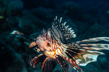 Naklejka na ściany i meble Portrait of a lion fish on a dive in Mauritius island, Indian Ocean