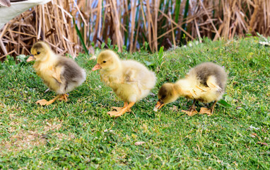 duck and ducklings