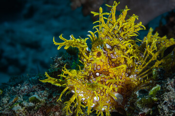 Naklejka na ściany i meble Yellow weedy scorpionfish in coral reef 