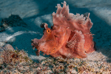 Red Rhinopia fish in coral reef