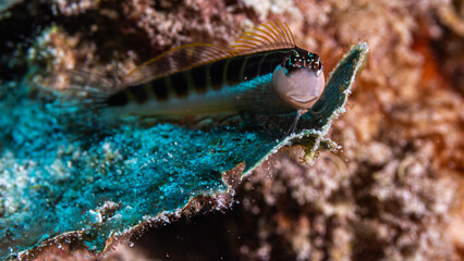 Close up of a Blenny fish on a dive in Mauritius, Indian Ocean