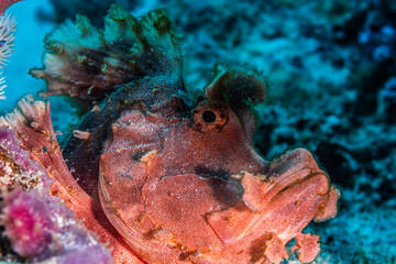 Red Rhinopia fish in coral reef