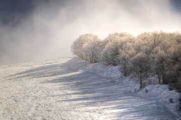 snow covered trees
