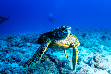 Turtle in coral reef in Mauritius