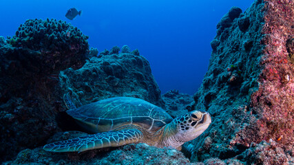 Turtle in coral reef in Mauritius