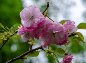 decorative almond blossoms reminds of the tenderness and beauty of nature