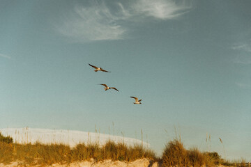 birds flying in the sky