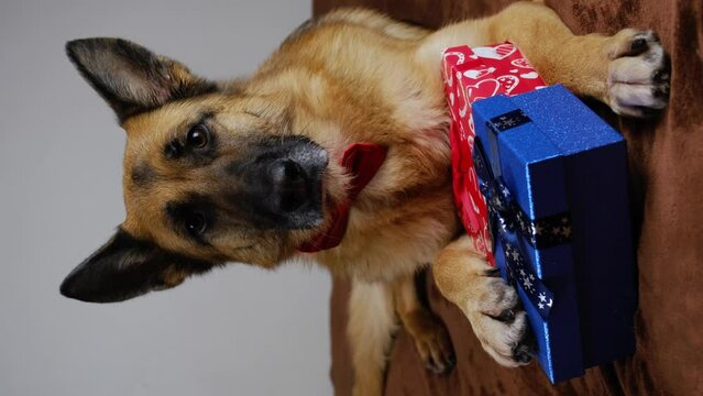 Dog is lying on bed with a red and blue gift boxes and posing. German Shepherd gentleman wears bow tie. A greeting card with pet for a wedding, birthday, date, Valentine's day, Vertical 4k footage