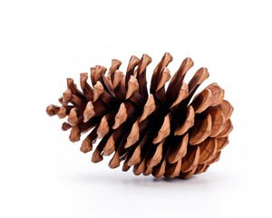 Isolated Pine Cone on White Background. Brown Cedar Pinecone for Christmas & Nature Design Projects