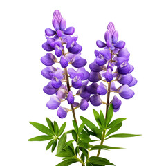 Lupine isolated on transparent background