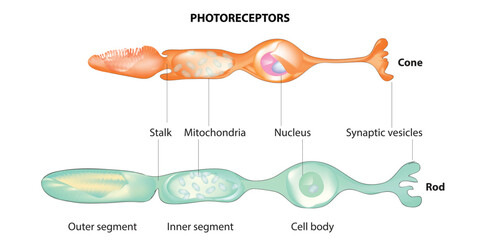 photoreceptors