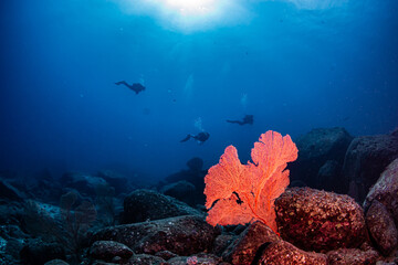 Giant red gorgonioa coral in rocky reef with sunbursts and divers against blue background  in...