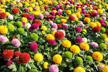 Colourful pompon Dahlias with sunlight morning in park, Chiang mai, Thailand. Beautiful pompon flower.
