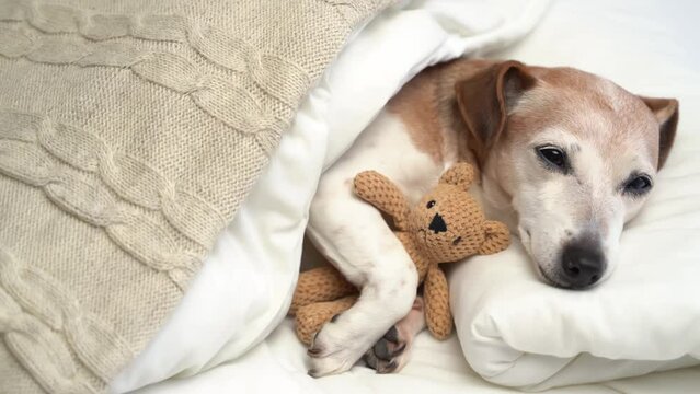 Cuddling with toy in cozy white bed sleeping small dog Jack Russell terrier. Napping relaxing time for pet