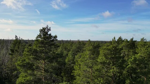 Background with pine trees blowing in the wind. Nature background