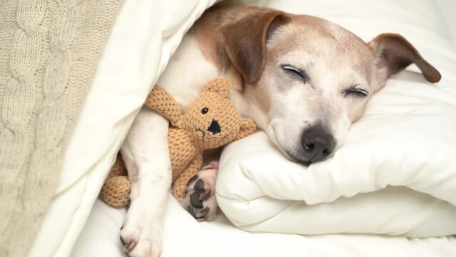 Cuddling with toy in cozy white bed sleeping small dog Jack Russell terrier. Napping relaxing time for pet
