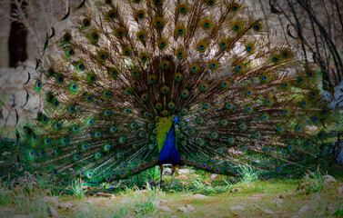 peacock with feathers
