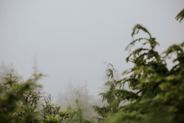 Trees In The Fog