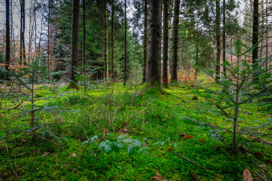Imagen simbolica de un bosque. Maggenthal Alemania.