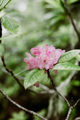 Wild Pink Flower