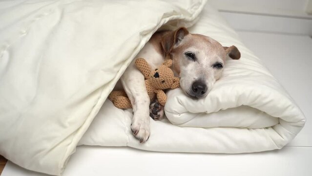 Cute gray haired dog face closed eyes sleeping hugging bear toy. White cozy bed for adorable small senior dog Jack Russell terrier. Good night. 4k video footage 