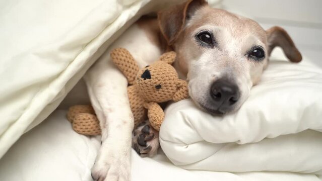 Dog resting in bed cuddling with toy. Adorable pet Jack Russell terrier elderly face looking at camera while falling asleep and closing eyes. Relaxed mood 4k video footage  