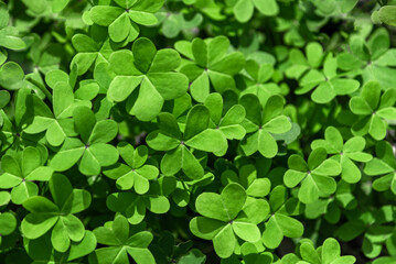 Fototapeta na wymiar Green clover leaves close-up. Natural background for your design. Irish holiday. St. Patrick's day.