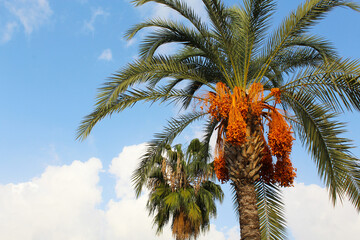 Fototapeta na wymiar palm tree with berries on the background of a blue clear sky
