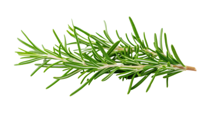 Rosemary isolated on transparent background