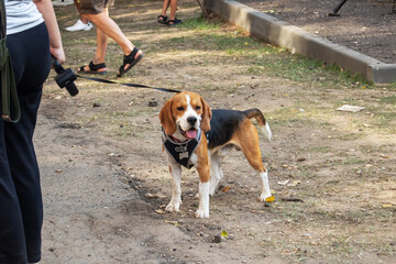 Beagle dog standing on ground and green grass