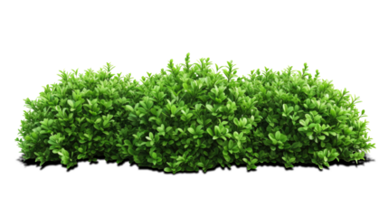 green bush isolated on transparent background