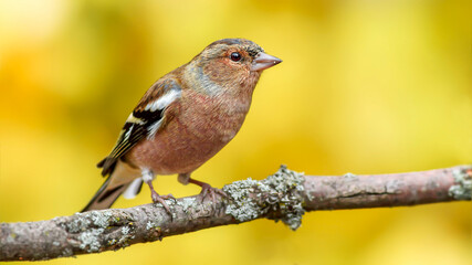 Common Chaffinch on a branch