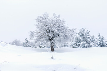 snow covered trees