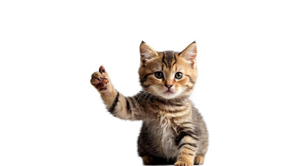 Fototapeta premium british cat isolated on white background good thumb up