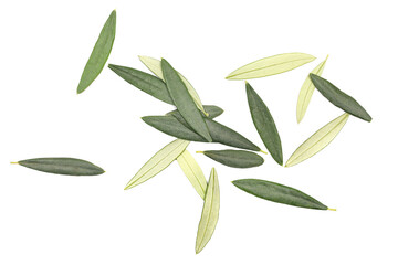 Fresh green leaves olive tree isolated on white, texture