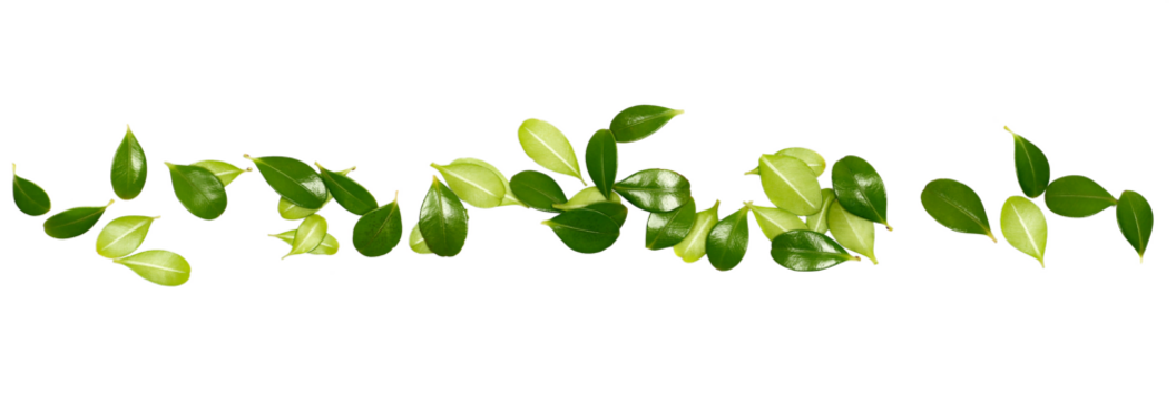 Green boxwood leaves frame in shape line isolated on white