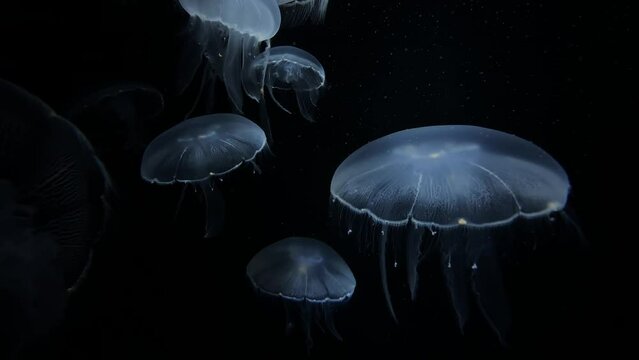 Aurelia labiata Jellyfish, 4K UHD