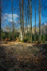 Natur in Marburg, Natur in Marburg, Buchen im Forst mit jungen Fichten im Unterholz 