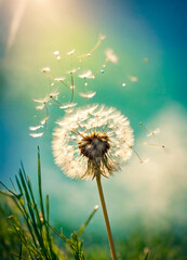 dandelions in the field. Selective focus.