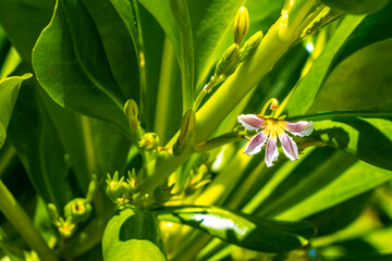 Obraz premium White yellow flowers and plants tropical Caribbean jungle nature Mexico.
