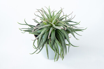 Tillandsia Harrisii plant succulent. Little green flower on white background