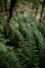 Ferns In The Dark Forest