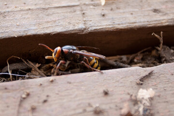 Close up of a large hornet perched on a wooden deck in the sunlight