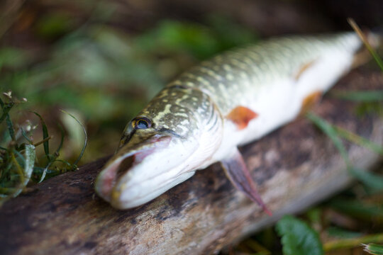 Close-up of a pike fish on wooden surface with blurred greenery background