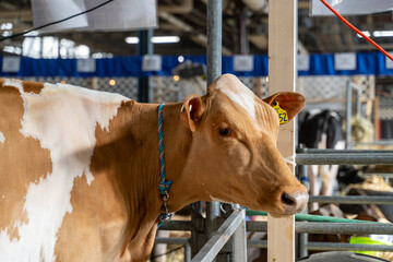 Brown and White Dairy Cow at Pennsylvania Farm Show